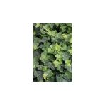 Duvar Sarmaşığı ( Hedera Helix) Kaya Sarmaşığı Fidanı 10-20 Cm