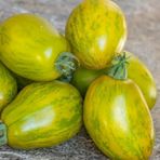 Dwarf Saucy Mary Yesil Sari Alacali Etli Domates Tohumu (15 Tohum)
