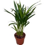 Dypsis Lutescens (Areka Palmiyesi)
