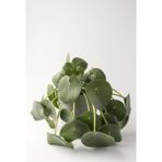 e-Botanik Çin Para Çiçeği(Pilea Peperomioides)