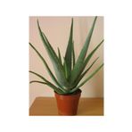 e-fidanci Aloe Vera Bitkisi
