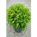 e-fidanci Isparta Gülü Şimşir Fidanı 20-40 Cm( Buxus Japonica Rococo )