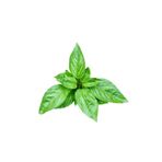 E-Fidancım 50 Adet Dogal Green Flesh Geniş Yapraklı Aromatik Fesleğen Tohumu