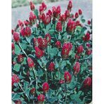 E-Fidancım 50 Adet Red Love Trifolium Çiçeği Tohumu