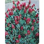 E-Fidancım 50 Adet Red Love Trifolium Çiçeği Tohumu