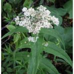 E-Fidancım 50 Adet Şifali Boneset Çiçeği Tohumu
