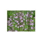 E-Fidancım 50 Adet Sweet Lady Penstemon Çiçeği Tohumu
