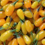 e-fidancim Amber Sweet Altuni Sarı Goji Berry Fidanı - yok