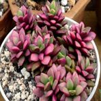 E-fidancim Anacampseros Telephiastrum Variegata Sukulent Tohumu (5 tohum)