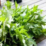 E-fidancım Ata Tohumları Geleneksel Brassica Rapa Japonica Green Mizuna Tohumu(30 Tohum)
