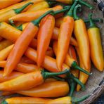 e-fidancim Ata Tohumları Geleneksel Bulgarian Carrot Hot Chili Biber Biber Tohumu (10 Tohum)