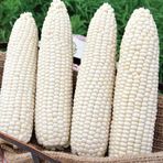 e-fidancim Ata Tohumları Geleneksel Hickory King White Beyaz Süt Mısırı Tohumu(5 tohum)
