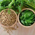e-fidancim Ata Tohumları Geniş Yaprak Doğal Aşotu Kişniş Tohumu (1 kg)
