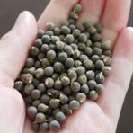 e-fidancim Ata Tohumları İlaçsız Şifa Amaçlı Doğal Bamya Tohumu (250 gram)