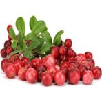 e-fidancim Ata Tohumları Soğuklara Dayanıklı Cranberry Turna Yemişi Tohumu (5 TOHUM)