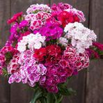 e-fidancim Baby Flowers Mixed Küçük Çiçekli Karanfil Çiçeği Tohumu(50 adet)