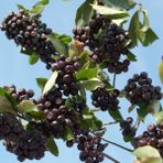 e-fidancim Bedava Kargo Nero Siyah Aronya Aronia Chokeberry Fidesi Paper Potta (15-20 Cm) 5 Adet