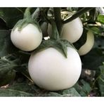 e-fidancim Big White Beyaz Patlıcan Tohumu (15 tohum)