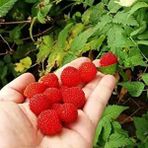 E-fidancim Bodur Saksılık Çilek Ahududu Tohumu (10 tohum)