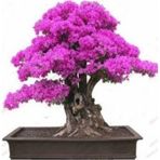 e-fidancim Bonsai İçin Uygun Erguvan Ağacı Tohumu (5 tohum)