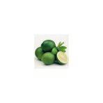 E-Fidancım Çekirdeksiz Tahiti Lime Limequat Fidanı