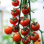 e-fidancim Cherry f1 Sırık Kiraz Domates Tohumu (10 tohum)