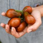 E-fidancim Çikolata Ampül Domatesi Chocolate Pear Domates Tohumu (15 tohum)