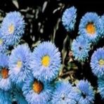 E-fidancim Clear Blue Erigeron Çiçeği Tohumu(50 tohum)