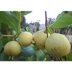 E-fidancim Doğal Sarı Guava Tohumu(10 tohum)