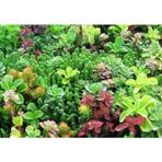 e-fidancim Garden Mix Karışık Sukulent Tohumu (10 tohum)