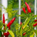 e-fidancim Geleneksel Birds Eye Acı Mini Chili Pepper Biber Tohumu (70 adet)