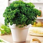 e-fidancim Geleneksel Tohumları Moss Curled Frenk Maydanozu Tohumu (100 tohum)