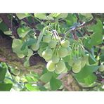 E-fidancım Ginkgo Biloba Mabet Ağacı Tohumu (3 Tohum)