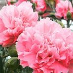 e-fidancim Gülpembe Renkli Karanfil Çiçeği Tohumu (25 tohum)
