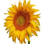 e-fidancim İnegöl Çerezlik Ayçekirdeği Tohumu (1 kg)