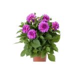 E-fidancim İri Çiçekli Lubega Power Lavender Dahlia Çiçeği Fidesi (1 adet)