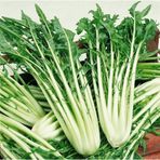 e-fidancim İtalyan Mutfağına Özgü Geleneksel Catalogna Emerald Endive Tohumu (50 tohum)