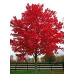 E-fidancim ithal Acer palmatum Atropurpureum Fidanı (60-80 cm)