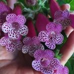 e-fidancim Koleksiyonluk Bts Maggie Kohleria Japon Küpelisi Çiçeği Fidesi (Mini Potta)