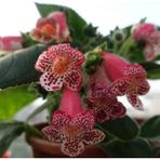 e-fidancim Koleksiyonluk Lys Freckles Beauty Kohleria Çiçeği Fidesii (Mini Potta)