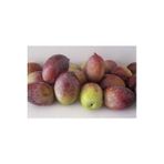 E-Fidancım Manzalina Zeytin Fidanı