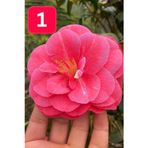 e-fidancim Mini Saksıda İri Goncalı Desire Kamelya Fidesi (5-10 cm)