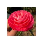 E-fidancim Mini Saksıda Katmerli Pembe Katmerli Kamelya Fidesi (5-10 cm)