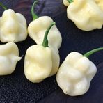 e-fidancim Nadir Ata Tohumları 7 Pot White Acı Biber Tohumu(10 tohum)