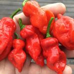 e-fidancim Nadir Ata Tohumları Zehir Gibi Acı Primo x İd Biber Tohumu (10 tohum)