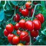 E-fidancim Nadir Herliom Red Cherry Domates Tohumu (15 tohum)