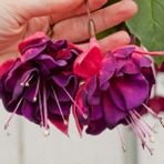 e-fidancim Nadir Xxl Çiçekli Marbeller Magenta Purple Rain Küpe Çiçeği Fidesi (1 Adet)