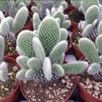 E-fidancim Opuntia Microdasys Albata Tavşan Kulağı Beyaz Desenli (5.5 luk Saksıda)