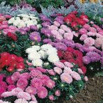 e-fidancim Pastel Renkler Karışık Pompon Aster Çiçeği Tohumu(50 tohum)
