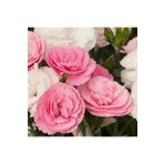 e-fidancim Pastel Renkler Sweet Pleasure Light Pink Kokulu Karanfil Fidesi (1 Adet)